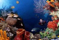 Foto taman bawah laut yang dimiliki oleh Papua dan terkenal diseluruh dunia