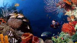 Foto taman bawah laut yang dimiliki oleh Papua dan terkenal diseluruh dunia