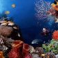 Foto taman bawah laut yang dimiliki oleh Papua dan terkenal diseluruh dunia