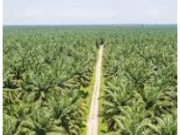 foto kelapa sawit yang ada di Provinsi Jambi