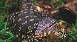 foto Biawak yang sedang mencari tempat berteduh