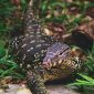 foto Biawak yang sedang mencari tempat berteduh