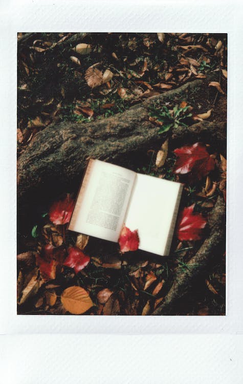 potret buku ditengah daun yang runtuh