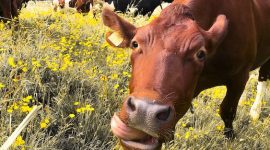 foto sapi milik peternak besar di lahan