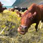 foto sapi milik peternak besar di lahan