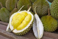 Dokumentasi Durian rasa Manis dan Daging Tebal
