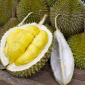 Dokumentasi Durian rasa Manis dan Daging Tebal