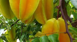 Buah Belimbing Yang Sudah Masak Pohon