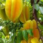 Buah Belimbing Yang Sudah Masak Pohon