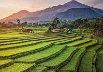 Foto Keindahan Desa Dengan Hamparan Sawah