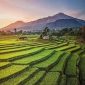Foto Keindahan Desa Dengan Hamparan Sawah
