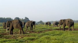 Gajah yang hidup di habitat taman nasional