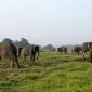 Gajah yang hidup di habitat taman nasional