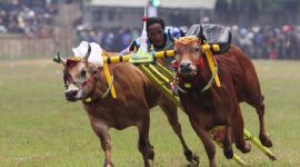 Peserta Lomba Karapan Sapi Madura 