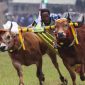 Peserta Lomba Karapan Sapi Madura 