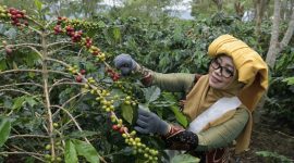 Perempuan memetik kopi foto: Humas Aceh