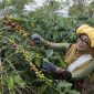 Perempuan memetik kopi foto: Humas Aceh