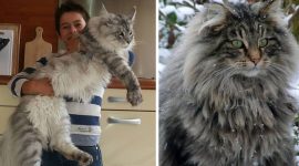 Kucing Main coon terbesar didunia