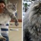 Kucing Main coon terbesar didunia